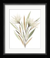 Modest Pedicle I Framed Print