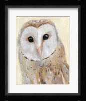 Common Barn Owl I Framed Print