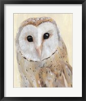Common Barn Owl I Framed Print
