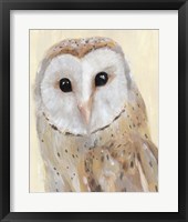 Common Barn Owl I Framed Print