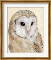 Common Barn Owl II Fine Art Print