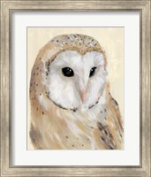 Common Barn Owl II Fine Art Print