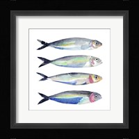 Sardine Team II Framed Print