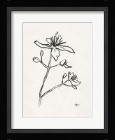 Floral Ink Study II Framed Print