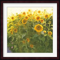 Sunflower Field Fine Art Print