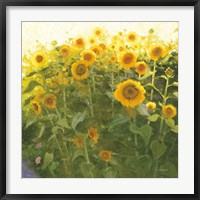 Sunflower Field Fine Art Print