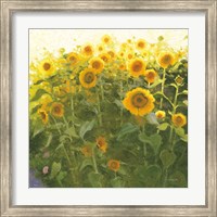 Sunflower Field Fine Art Print