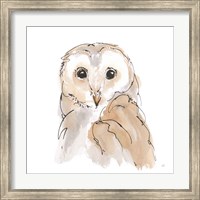 Barn Owl II Fine Art Print