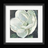 Magnolia III Sage Fine Art Print