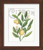 Classic Citrus V Light Fine Art Print