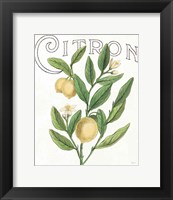 Classic Citrus V Light Fine Art Print