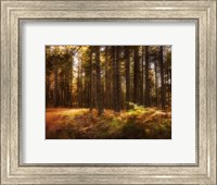 Painting of a Forest Fine Art Print