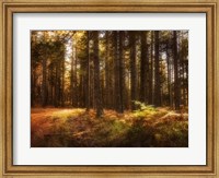 Painting of a Forest Fine Art Print