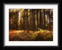 Painting of a Forest Fine Art Print