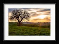 The Tree Fine Art Print