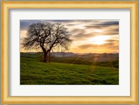 The Tree Fine Art Print