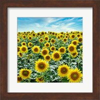 Cortona Sunflowers #2 Fine Art Print