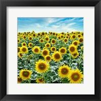 Cortona Sunflowers #2 Fine Art Print
