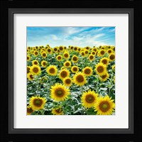 Cortona Sunflowers #2 Fine Art Print
