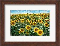 Cotona Sunflowers #1 Fine Art Print