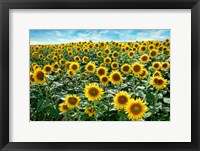 Cotona Sunflowers #1 Fine Art Print