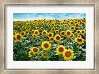 Cotona Sunflowers #1 Fine Art Print