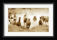 San Cristobol Horses Fine Art Print