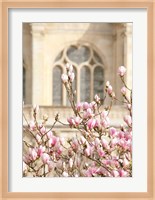 Spring Magnolias In Paris Fine Art Print