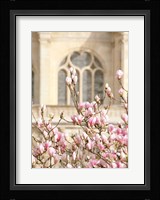 Spring Magnolias In Paris Fine Art Print