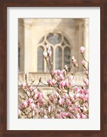 Spring Magnolias In Paris Fine Art Print