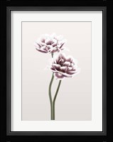 Cosmos 1 Fine Art Print