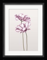 Cosmos 2 Fine Art Print