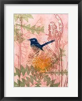 Little Blue Wren Fine Art Print