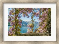 Wisteria and Mountains - Lago di Como Fine Art Print