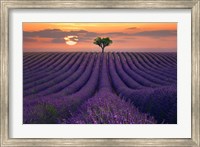For the Love of Lavender Fine Art Print