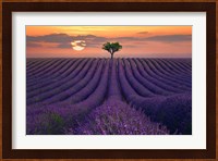 For the Love of Lavender Fine Art Print