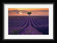 For the Love of Lavender Fine Art Print