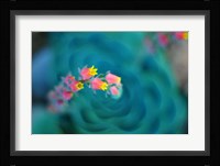 Rosularia Fine Art Print