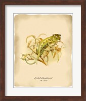 Chameleopard Fine Art Print