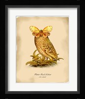 Hoohoot Fine Art Print