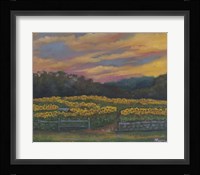Buttonwoods Sunset Fine Art Print