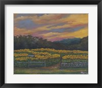Buttonwoods Sunset Fine Art Print