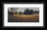 Forest Morning Mist Fine Art Print