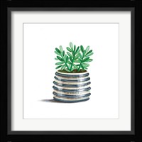 Striped Succulent Fine Art Print