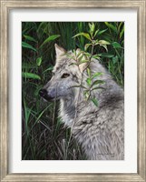 One Wet Wolf Fine Art Print