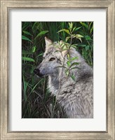 One Wet Wolf Fine Art Print