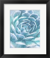 Aqua Succulent Fine Art Print
