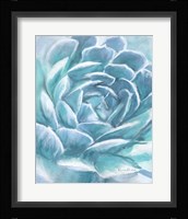 Aqua Succulent Fine Art Print