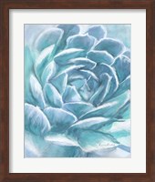Aqua Succulent Fine Art Print