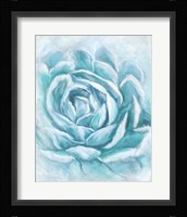 Aqua Succulent II Fine Art Print